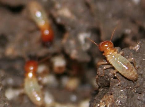 Les termites cambrioleurs