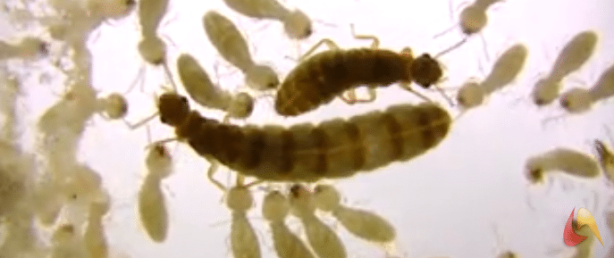 Les termites : la ponte en vidéo