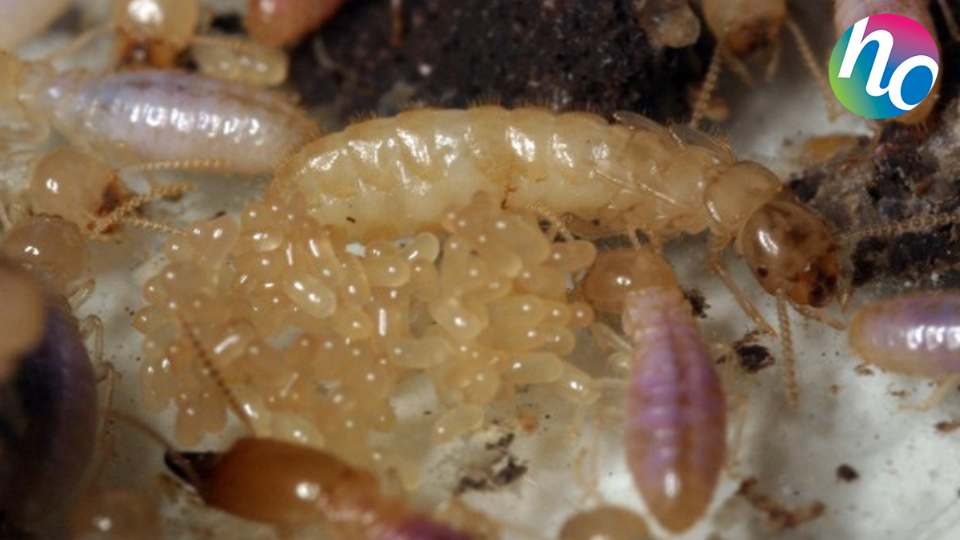 Les Nymphes peuvent aussi devenir de Néoténiques de remplacement (des termites sexués ailés) ce qui leur permettent de pondre des œufs et ainsi secourir la colonie.