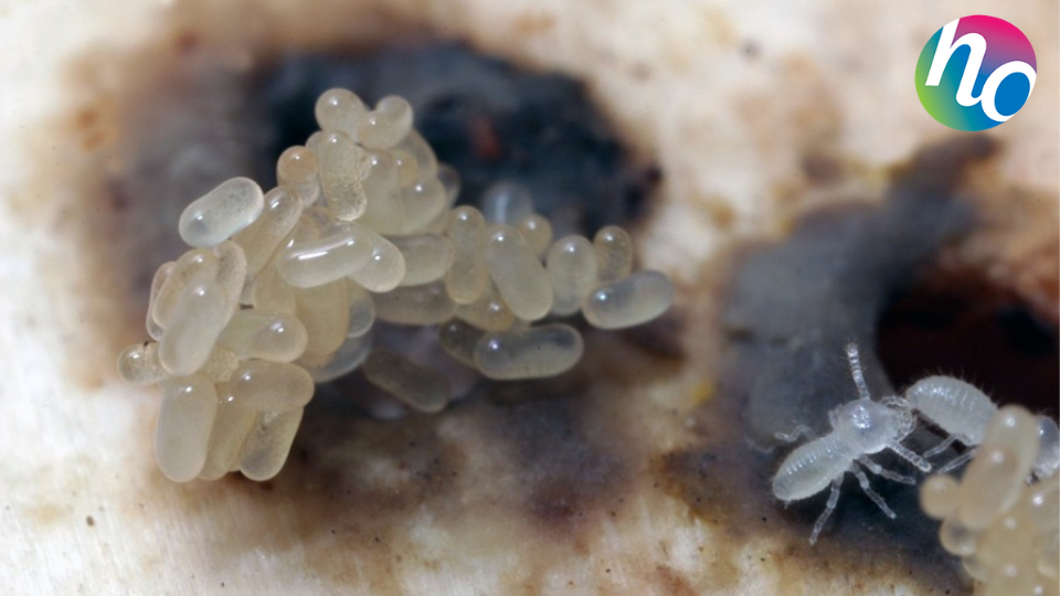 Les termites se caractérisent par une métamorphose imparfaite (les larves ressemblent à l'adulte). D'un couple de termites naissent des larves qui après plusieurs mues, donnent des ouvriers et des soldats stériles, ou des nymphes qui donneront des adultes sexués (capables de se reproduire). Les nymphes sont la pièce maîtresse en cas d'extinction d'une colonie car elles sont capables de pondrent des œufs et ainsi secourir le nid.