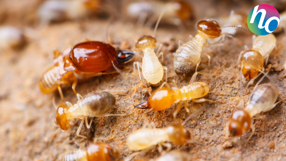 Termites ouvriers accompagnés d'un termite soldat. Les termites ouvriers, dont le rôle est de nourrir et d'entretenir la termitière, représentent 80 à 90% de la population d'une colonie.