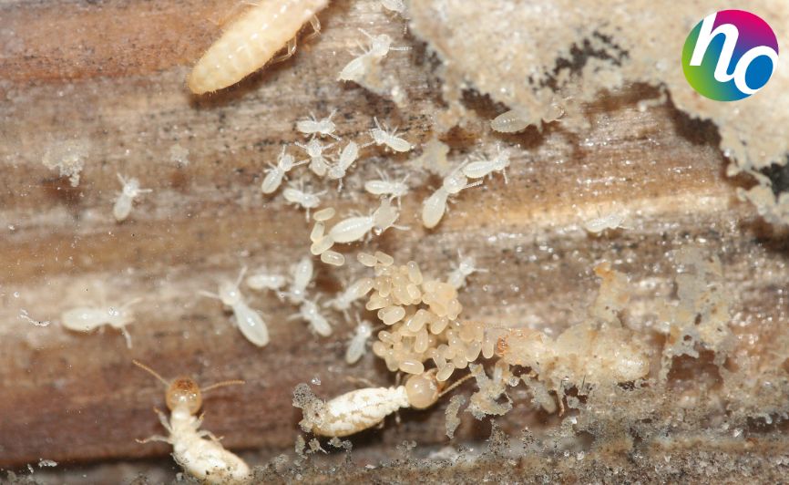Qu’est-ce qu’un termite ?