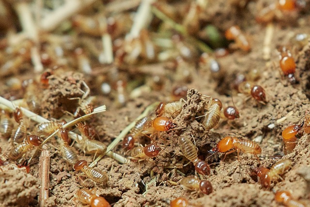 A la découverte des termites en Ile-de-France