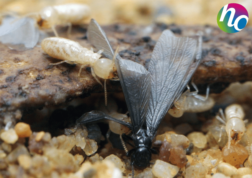 Photo de termites ouvriers et ailés, par Hygiène Office