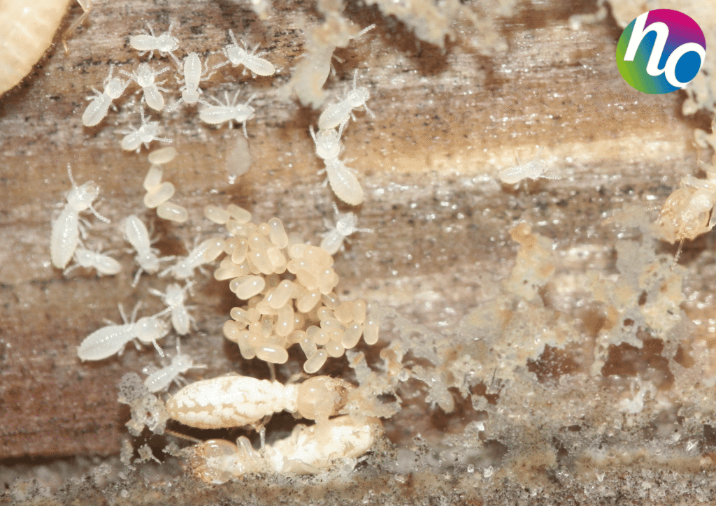 Photo de termites reproducteurs avec des œufs