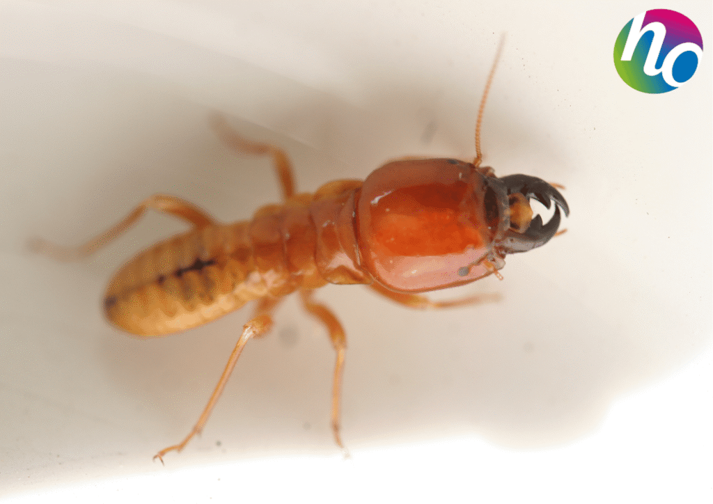 Photo d'un termite soldat, reconnaissable grâce à leur tête orangé et leur mandibule