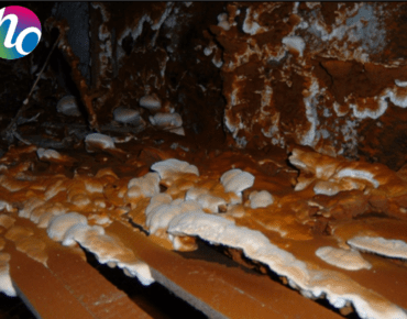 mérule sur maçonnerie et bois