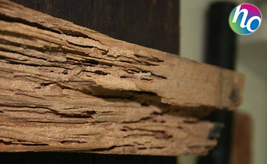Les dégâts des termites dans le bois sont très particuliers. Le bois est mangé en lamelles, dans le sens de la fibre contrairement à des capricornes ou des vrillettes et ils ne rejettent aucune sciure.