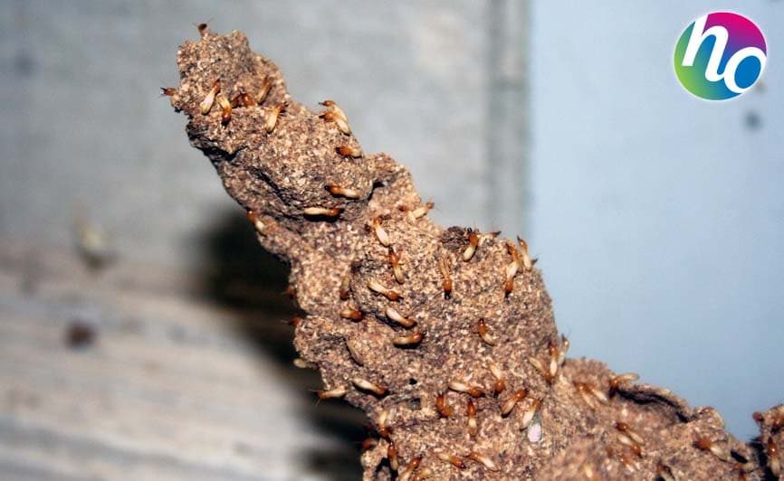 Voici des cordonnets constitués de terre, de salive et d’excréments que créent les termites. Les termites utilisent la même composition pour façonner la termitière.